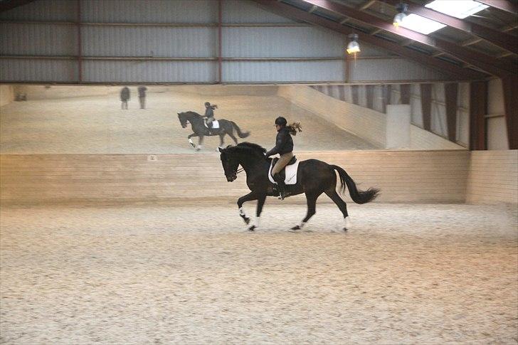 Dansk Varmblod Lobergs Armani billede 10