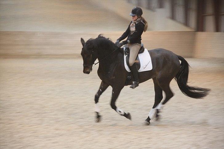 Dansk Varmblod Lobergs Armani billede 11