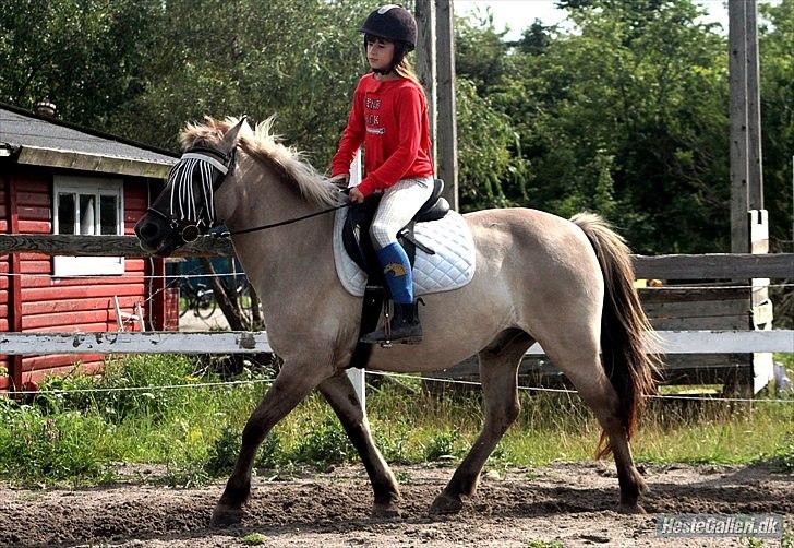 Islænder Gneisti fra bispevangen billede 10