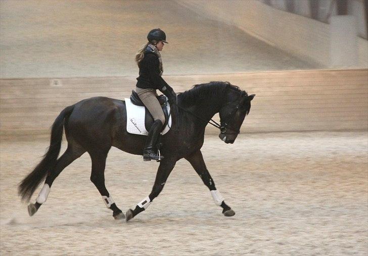 Dansk Varmblod Lobergs Armani billede 12