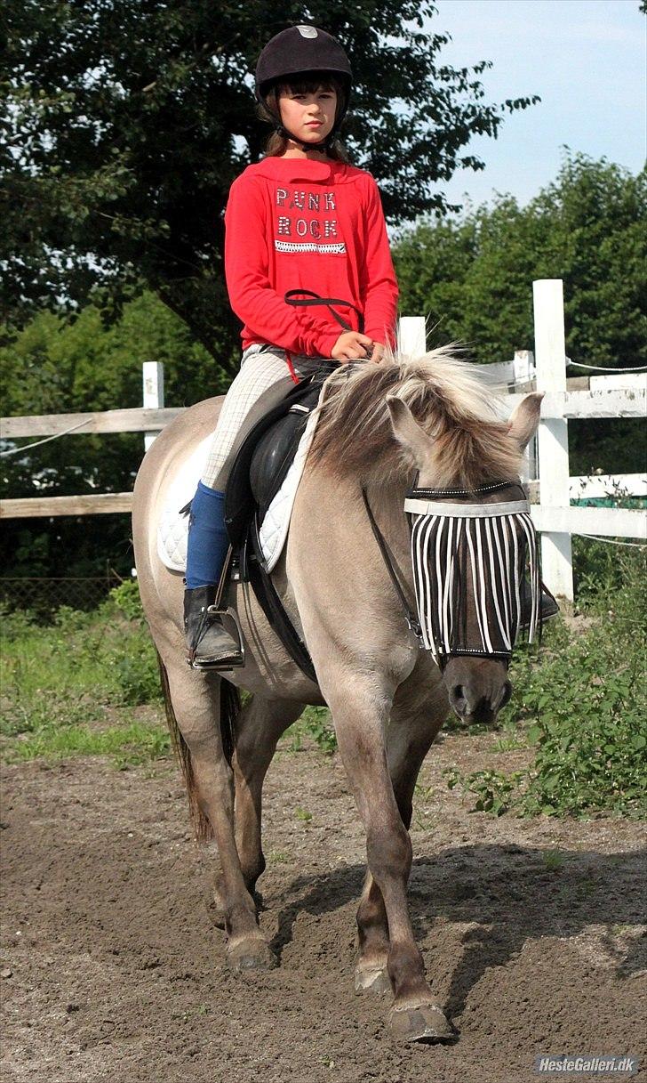 Islænder Gneisti fra bispevangen - avslappet pony :) billede 16