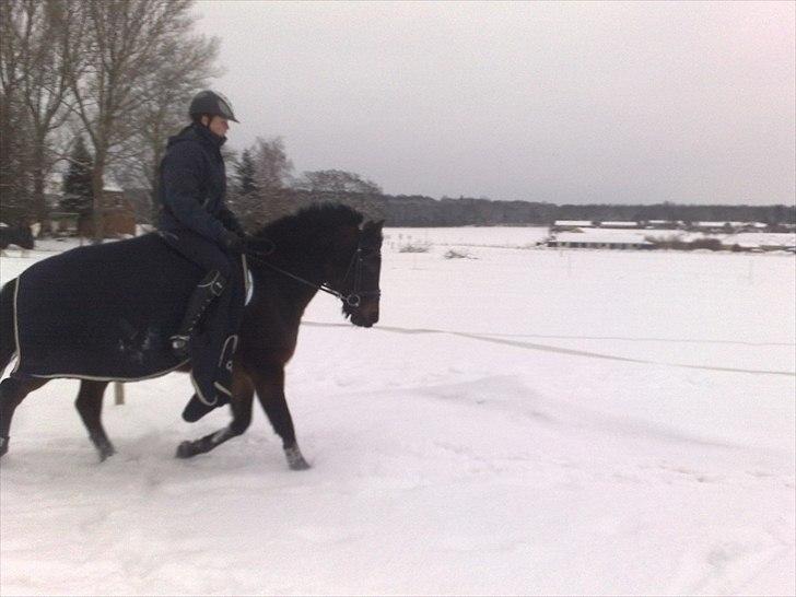 Tysk Sportspony Minella - øvelse gør mester<3 billede 3