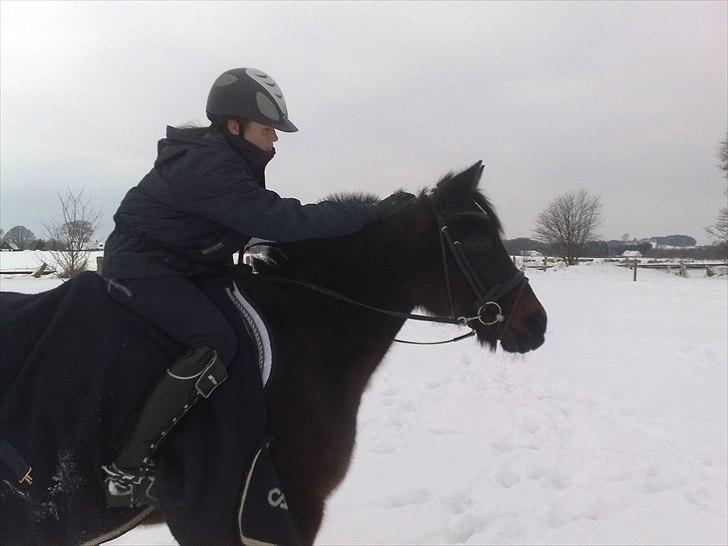 Tysk Sportspony Minella - så fiiin billede 4