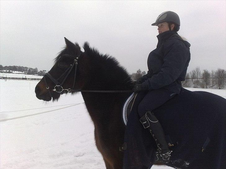 Tysk Sportspony Minella - uhhh lad mig glo billede 5