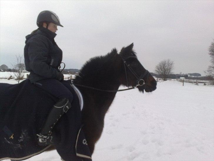 Tysk Sportspony Minella billede 6