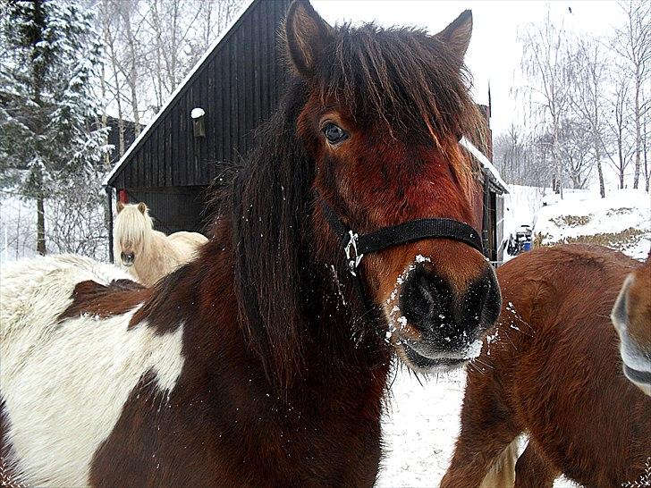 Islænder Fjörgull fra freersvang - Vinter 2010 efter ridetur-
Må IKKE kopieres- billede 14