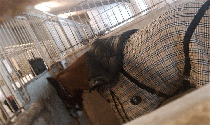 Anden særlig race Stitch billede 9