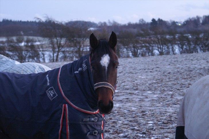 Dansk Varmblod Hodja billede 1