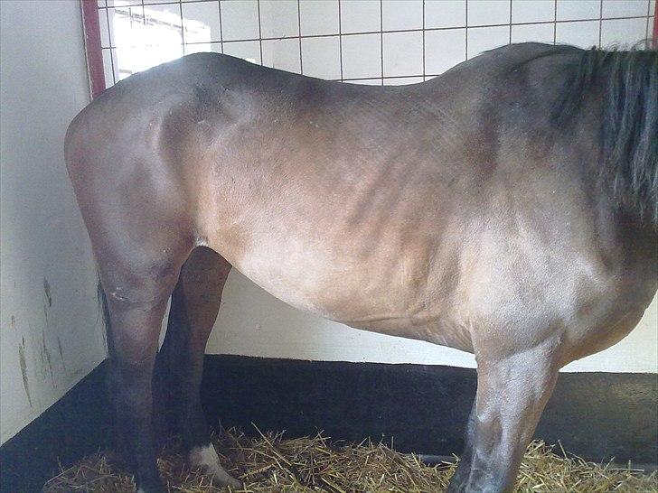 Dansk Varmblod Hodja - Da hun lige var kommet billede 2