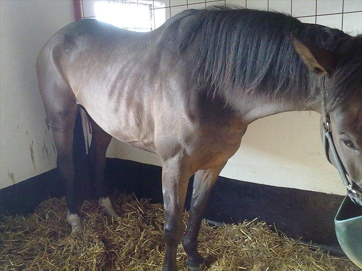 Dansk Varmblod Hodja - Da hun lige var kommet billede 3