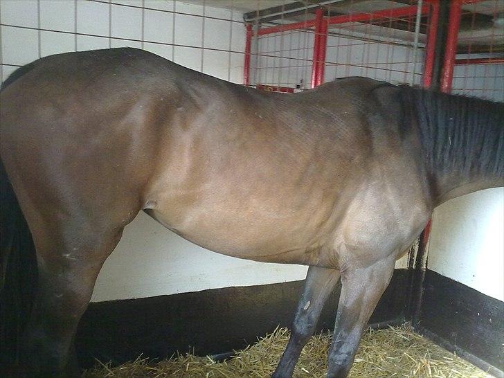 Dansk Varmblod Hodja - Da hun lige var kommet billede 4