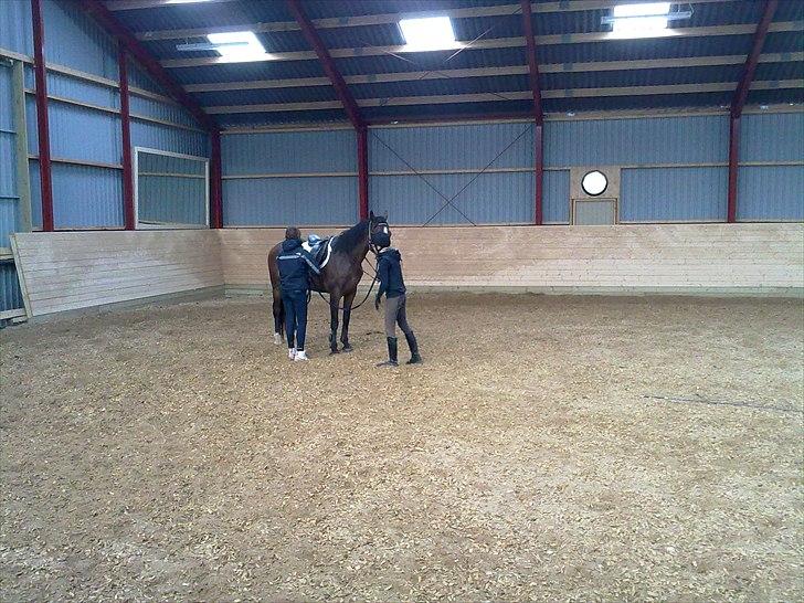 Dansk Varmblod Hodja - Første gang vi var på ryggen af hende billede 5