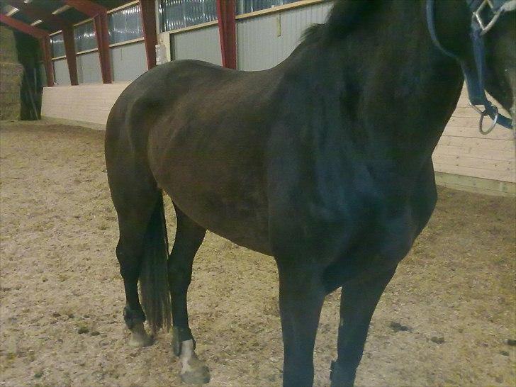 Dansk Varmblod Hodja - Efter 3 uger billede 6