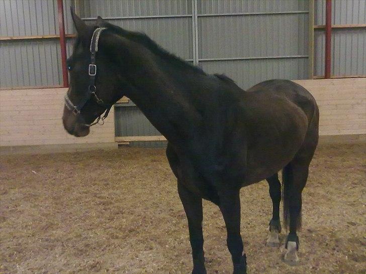 Dansk Varmblod Hodja - Efter 3 uger billede 7