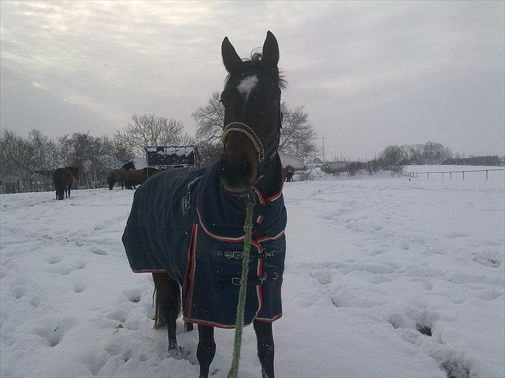 Dansk Varmblod Hodja - Hygge på folden billede 9