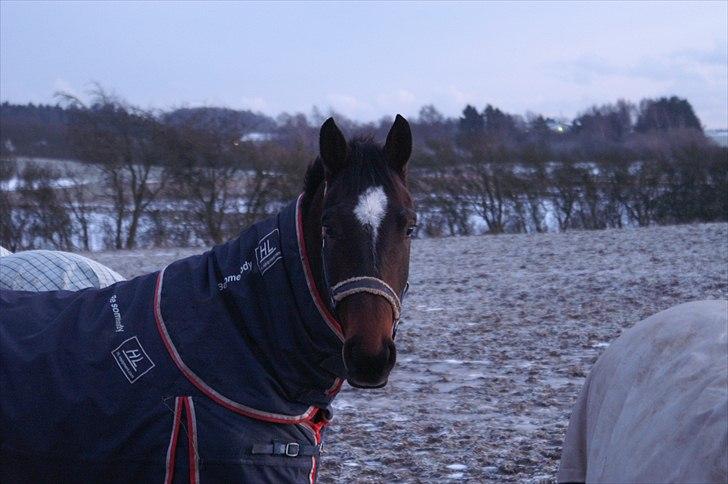 Dansk Varmblod Hodja - Hygge på folden billede 10