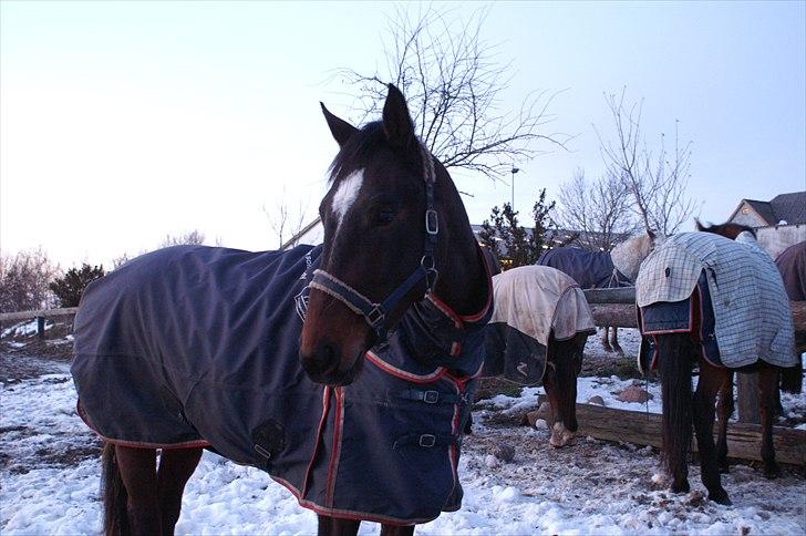 Dansk Varmblod Hodja - Hygge på folden billede 11