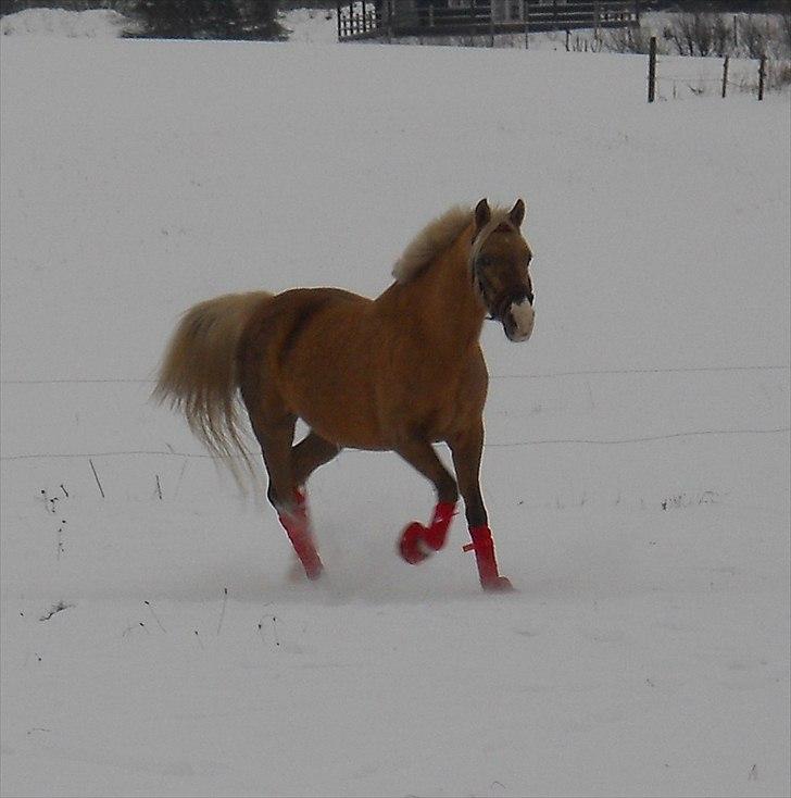 Tysk Sportspony Goldy billede 13