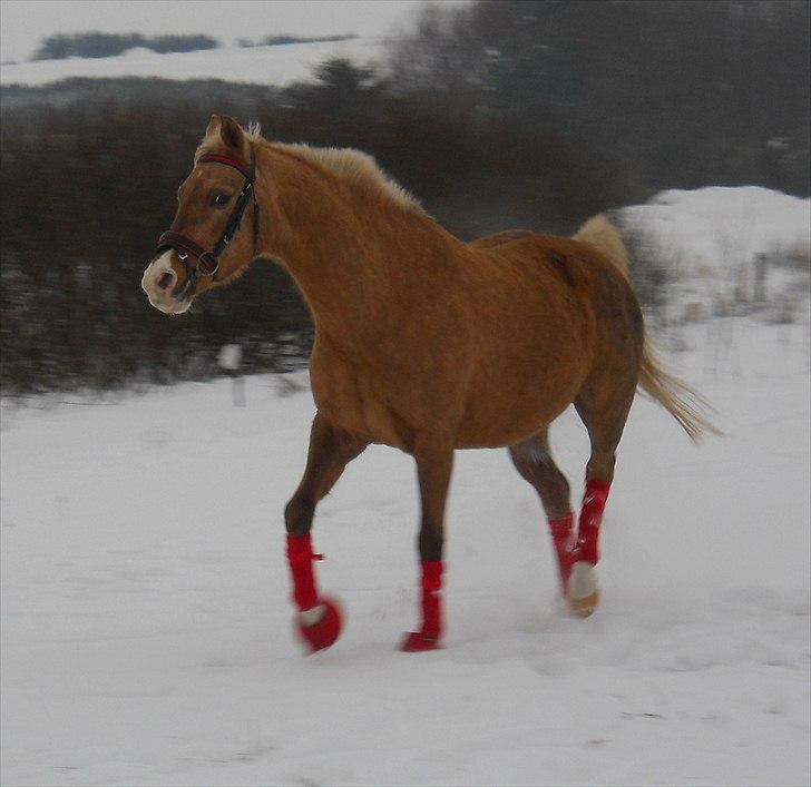 Tysk Sportspony Goldy billede 14