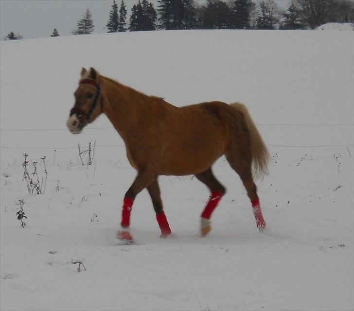 Tysk Sportspony Goldy billede 15