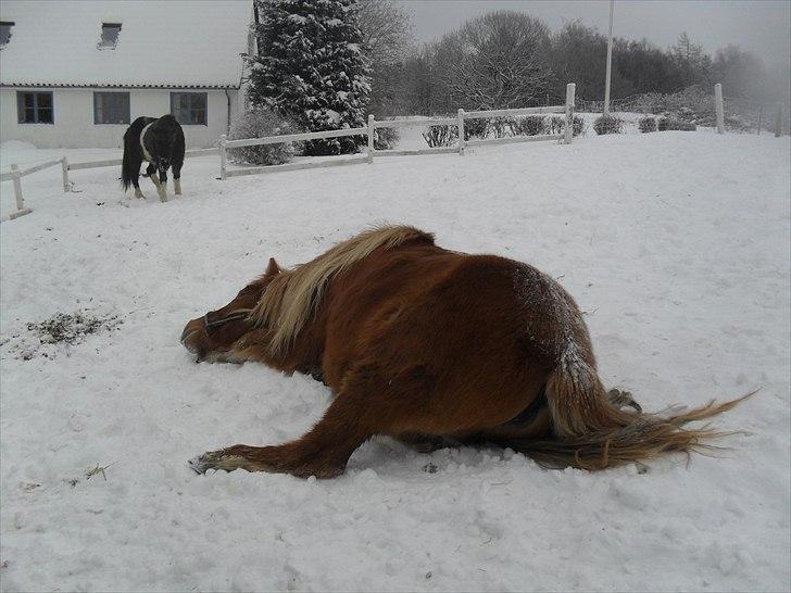 Islænder Drópa fra Freersvang - Og vi ruller efter en dejlig ridetur ud i det blå billede 14