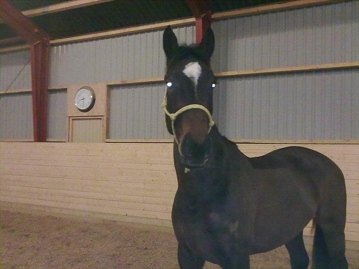 Dansk Varmblod Hodja - taget her d. 23/12. Hun mangler dog stadig mange muskler som i kan se ;-) billede 12