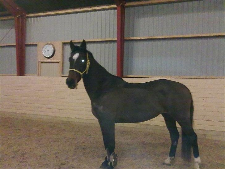 Dansk Varmblod Hodja - taget her d. 23/12. Hun mangler dog stadig mange muskler som i kan se ;-) billede 13