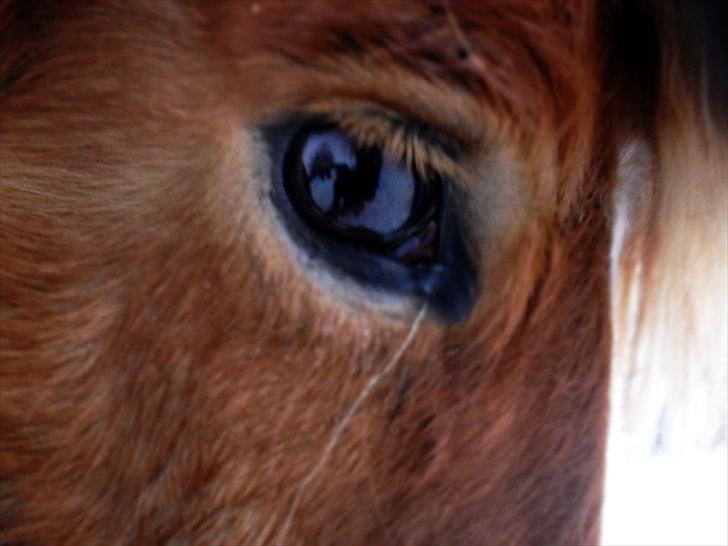 Islænder Drópa fra Freersvang - Når jeg ser ind i dine øjne er det som at se på en masse stjerner<3 billede 15