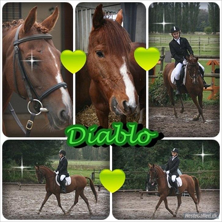 Anden særlig race Diablo (gammel part) billede 18