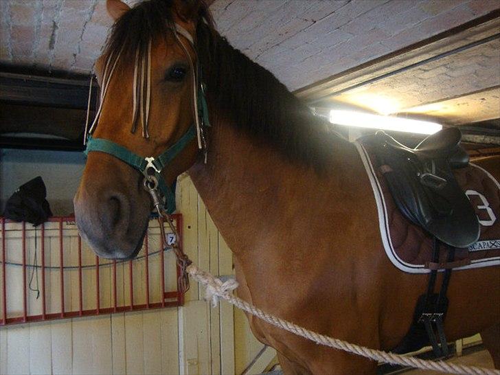 Pinto Cæsar af bæktoft billede 10