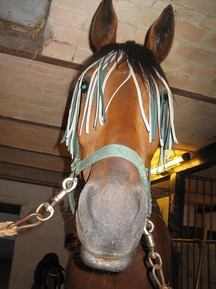 Pinto Cæsar af bæktoft billede 11