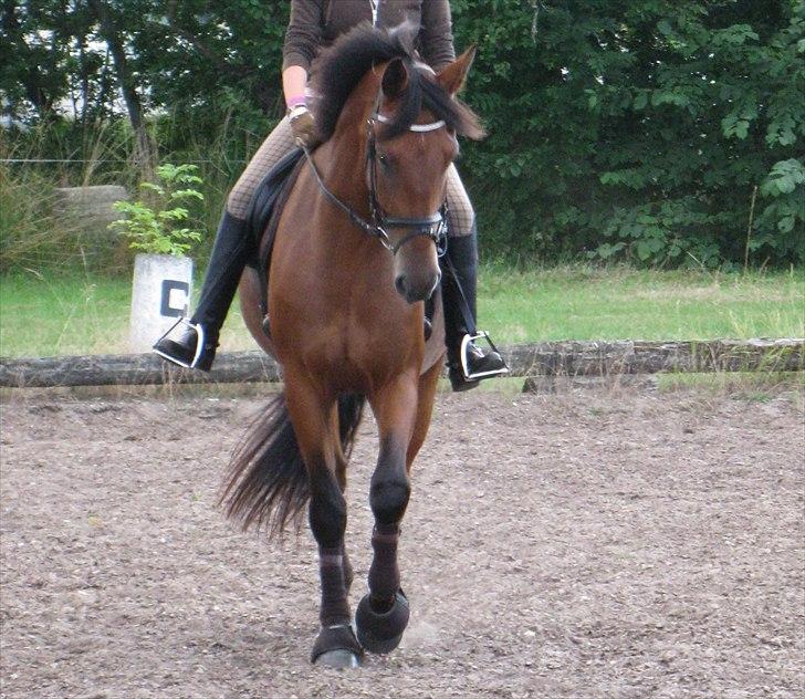 Pinto Cæsar af bæktoft billede 12