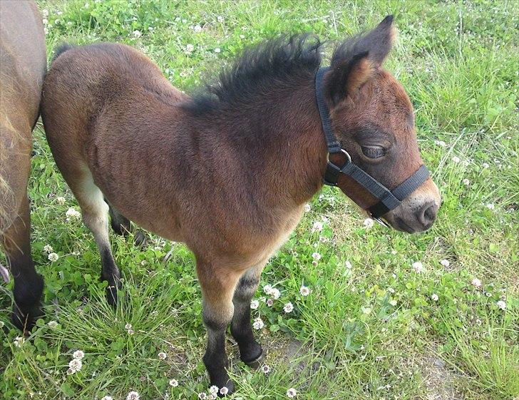 Anden særlig race Glimmer Himmelby - Lille frækkert :) billede 8