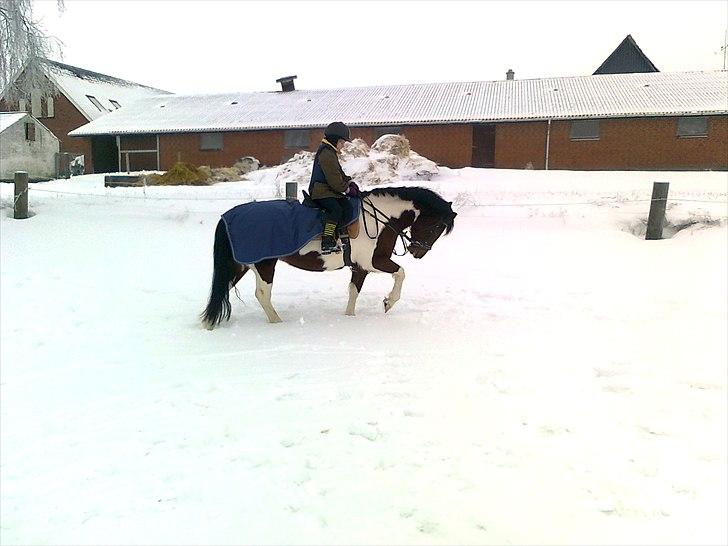Anden særlig race  bella billede 11