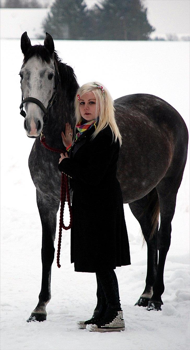 Lusitano Amêndoa billede 16