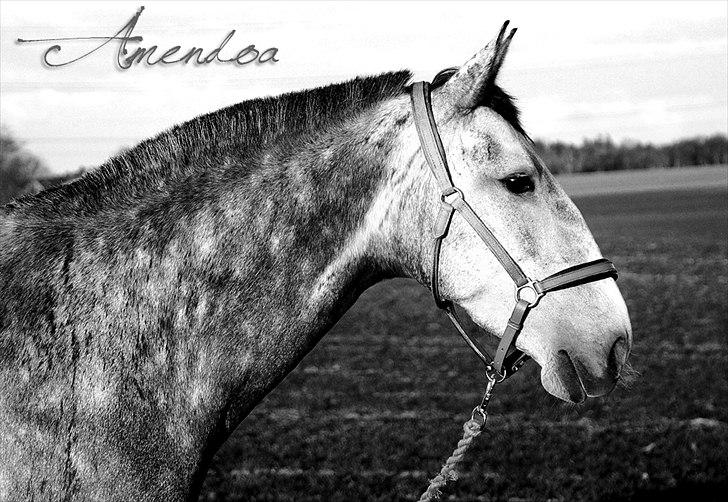 Lusitano Amêndoa billede 17