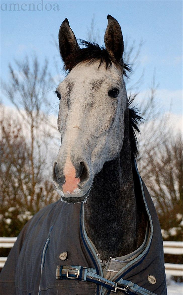 Lusitano Amêndoa billede 18