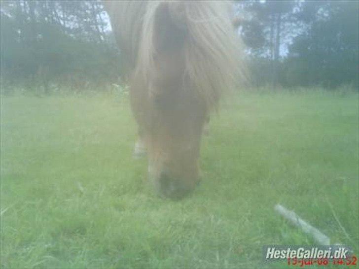 Shetlænder Askepot <3.! - Uden grime i haven (-;. Altså <3 UNDSKYLD  KVALIVITETEN !! billede 6