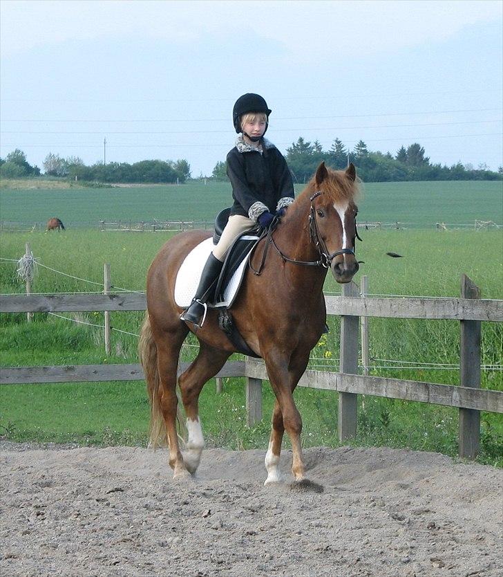 New Forest Odbjergs Easter Fun billede 8