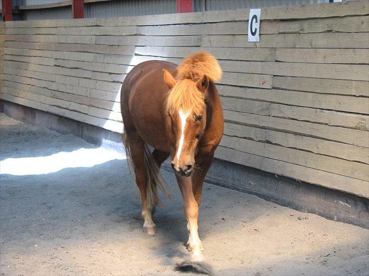 New Forest Odbjergs Easter Fun billede 16