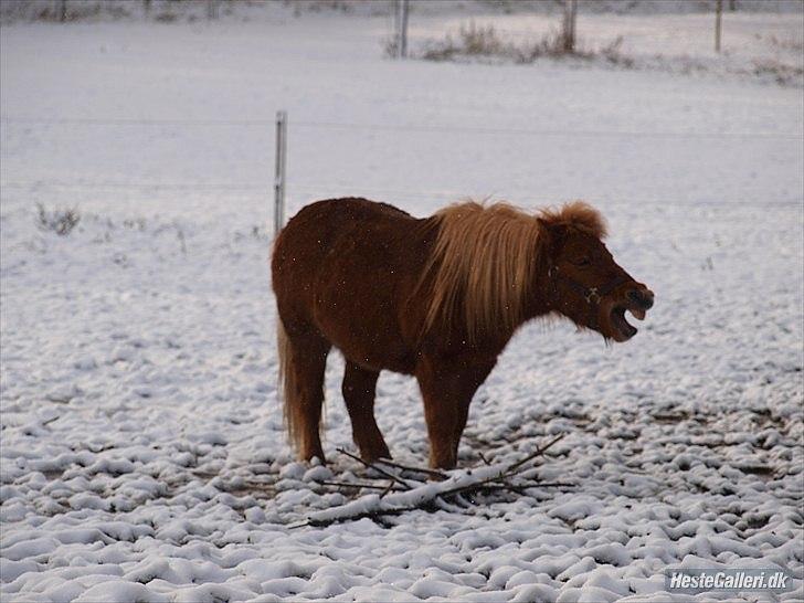 Shetlænder Futte (fehår) <3 billede 1