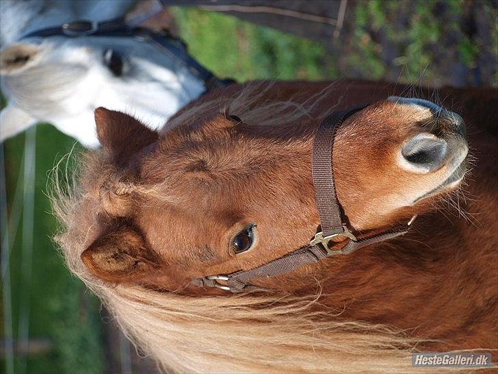 Shetlænder Futte (fehår) <3 billede 4