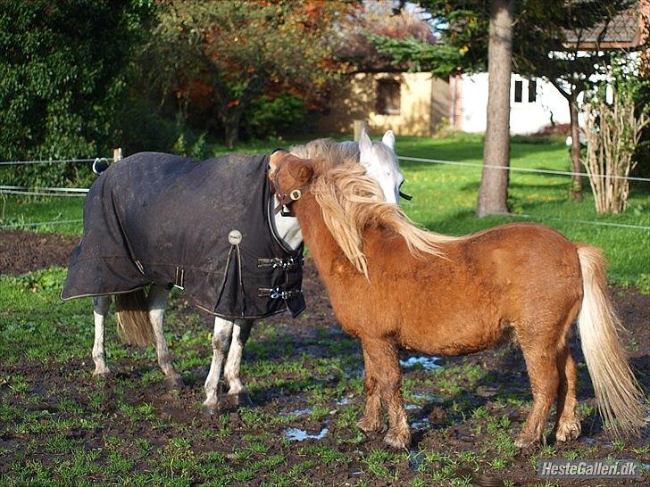 Shetlænder Futte (fehår) <3 billede 6