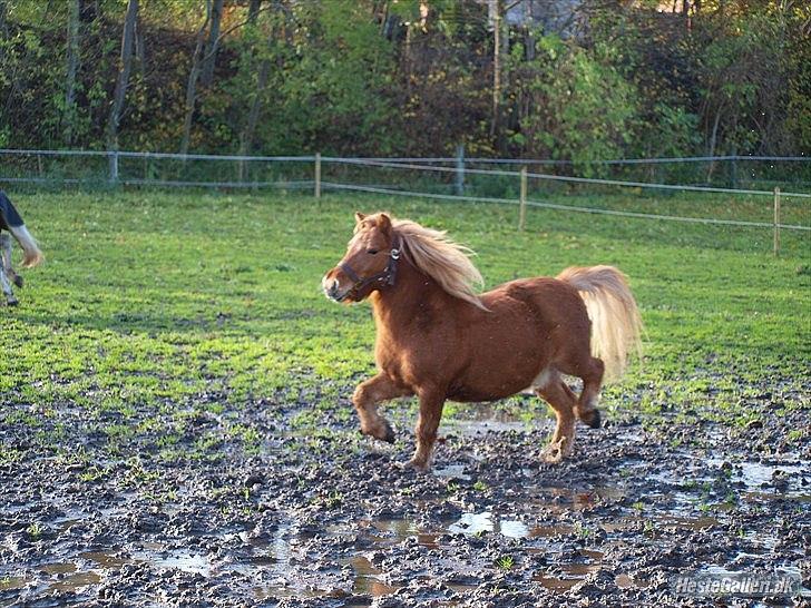Shetlænder Futte (fehår) <3 billede 9