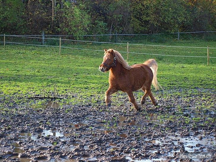 Shetlænder Futte (fehår) <3 billede 10
