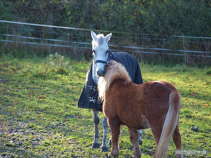 Shetlænder Futte (fehår) <3 billede 12