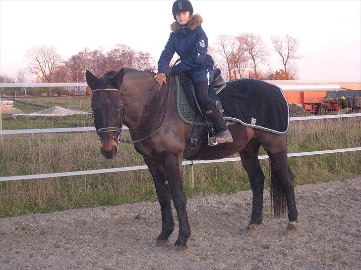 Oldenborg Amandus Odderbjerg - Himmelhest - Rytter: Katja 10 år. billede 5