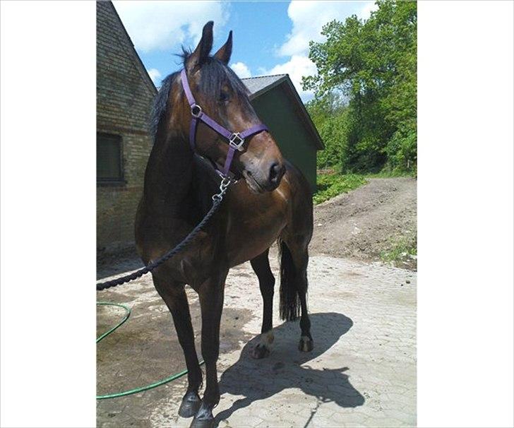 Anden særlig race Flying Maddie - smukke hest <3 billede 6