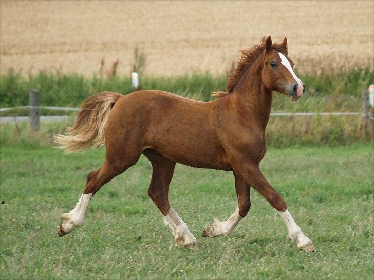 Welsh Cob (sec D) Taraco Fabio billede 15