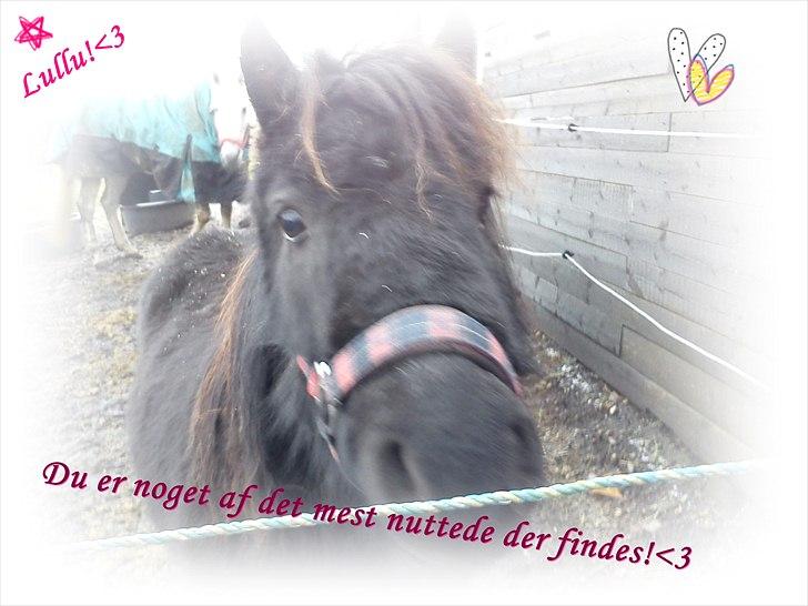 Dartmoor Lullu af Nydam! :ii<33 - Welkommen! :D billede 1